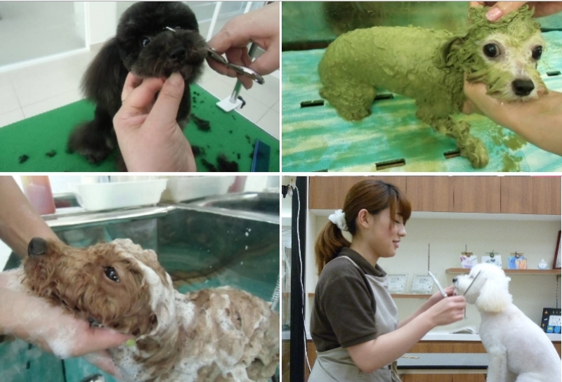 Top 5 dịch vụ chăm sóc thú cưng tại nhà tốt nhất ở TPHCM