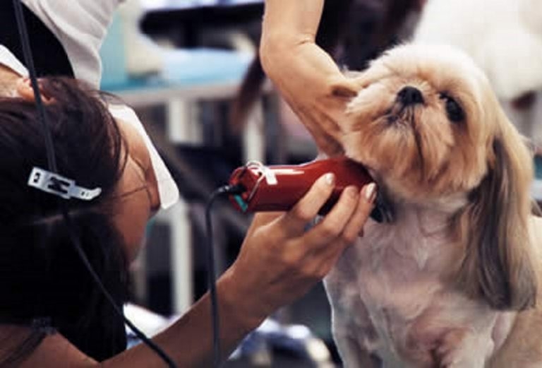 Top 5 dịch vụ chăm sóc thú cưng tại nhà tốt nhất ở TPHCM